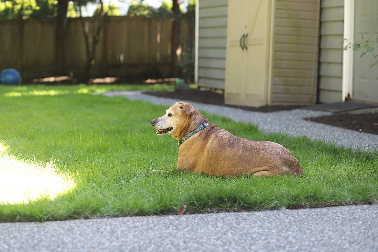 Brady the brown dog